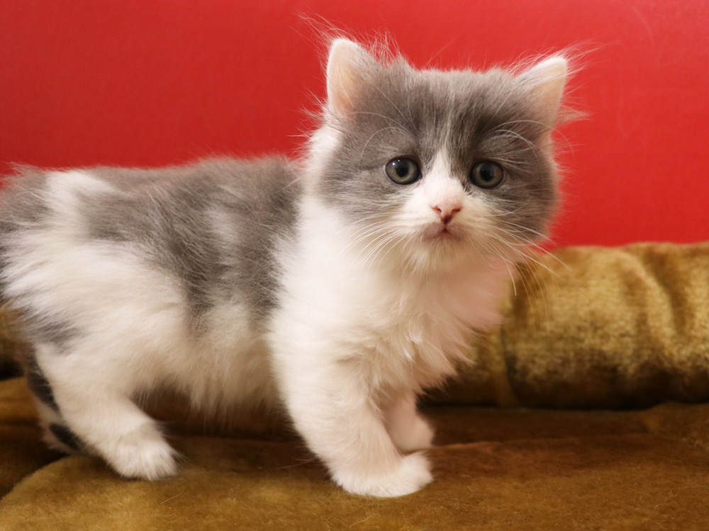 スコティッシュフォールドの子猫画像