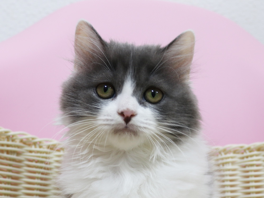 スコティッシュフォールドの子猫画像