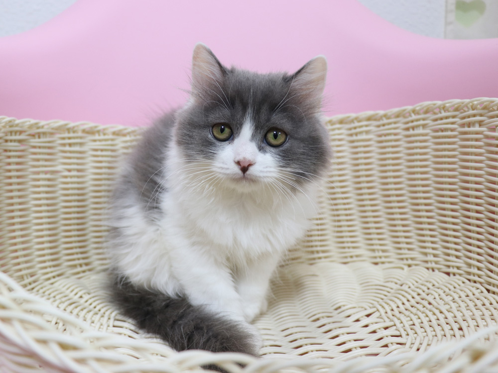 スコティッシュフォールドの子猫画像