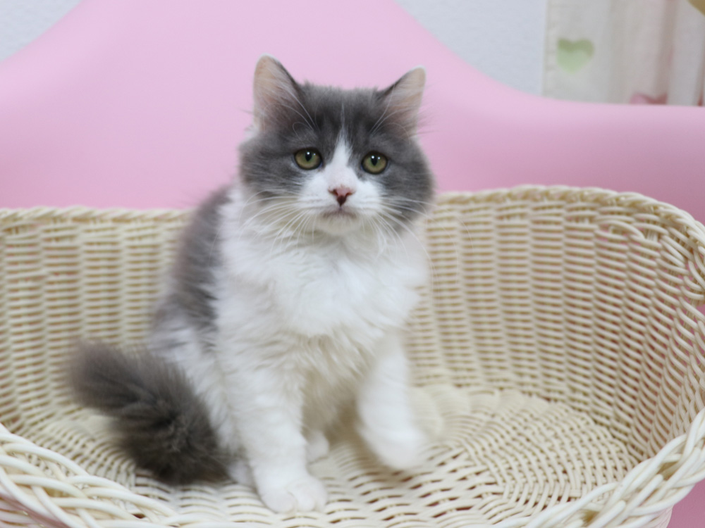 スコティッシュフォールドの子猫画像