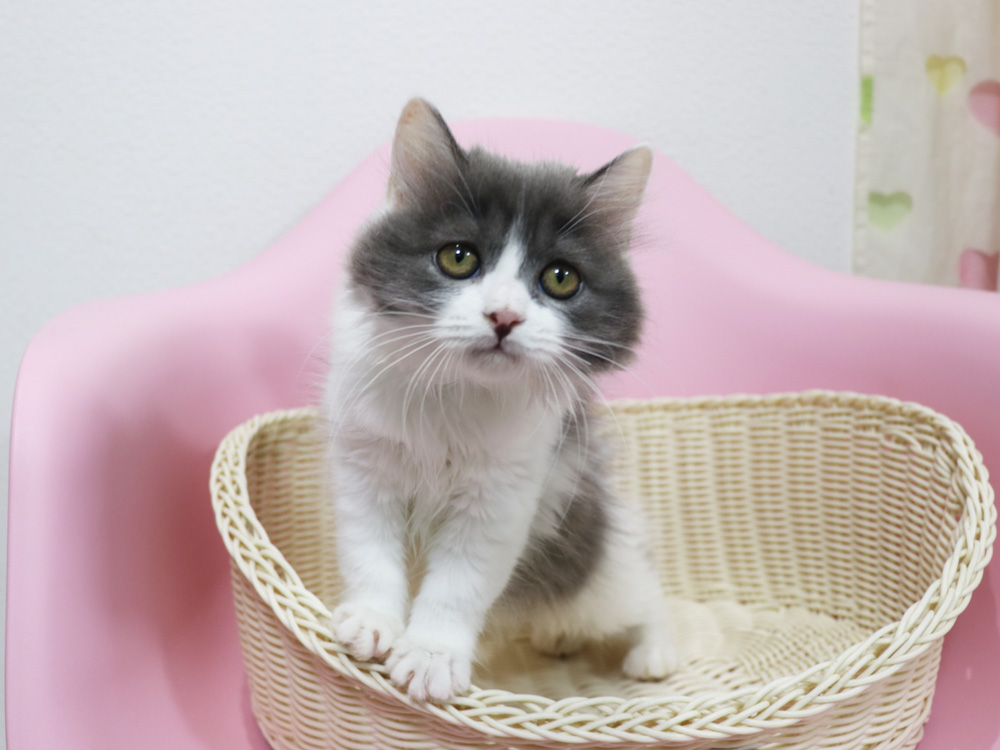 スコティッシュフォールドの子猫画像