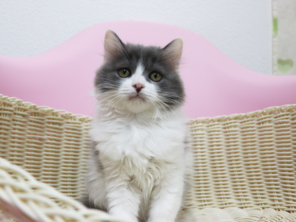 スコティッシュフォールドの子猫画像