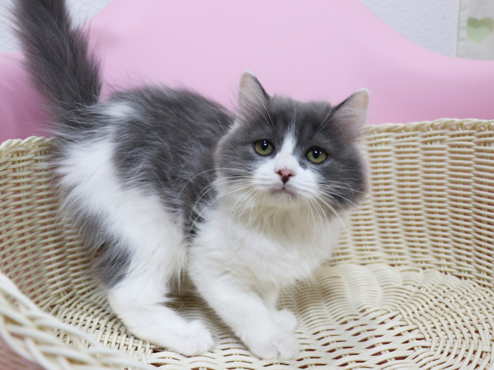 スコティッシュフォールドの子猫画像