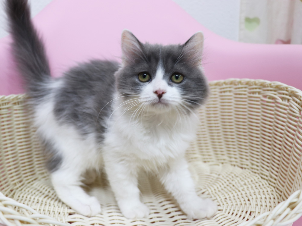 スコティッシュフォールドの子猫画像