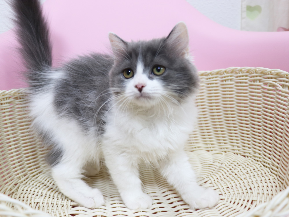 スコティッシュフォールドの子猫画像