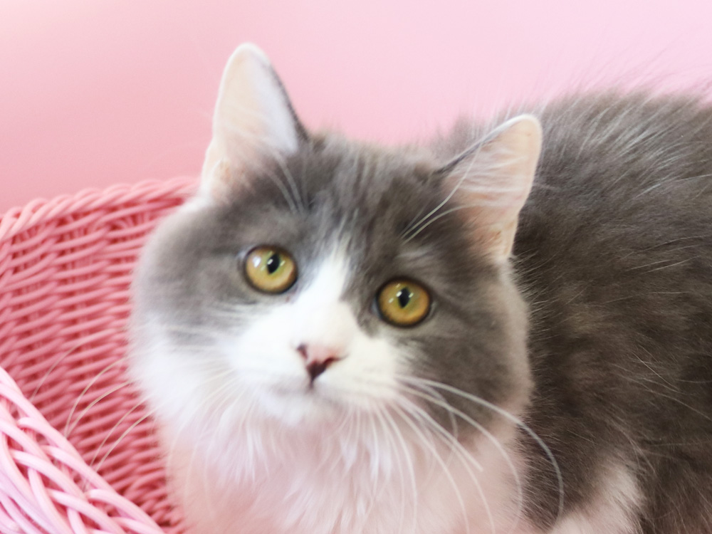 スコティッシュフォールドの子猫画像