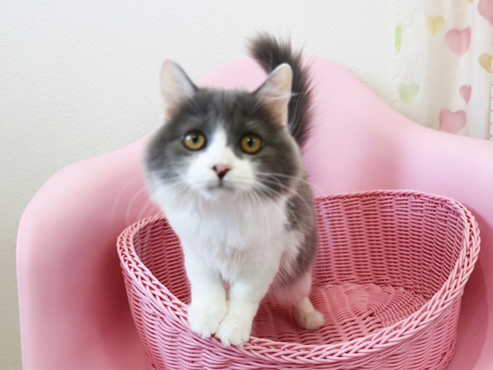 スコティッシュフォールドの子猫画像