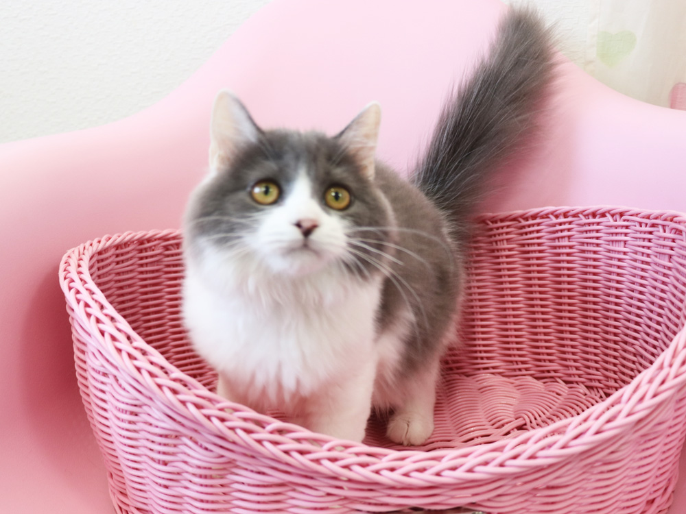 スコティッシュフォールドの子猫画像