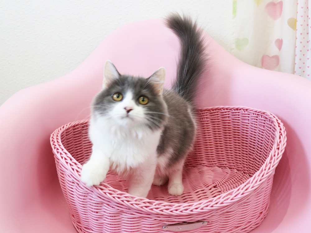 スコティッシュフォールドの子猫画像