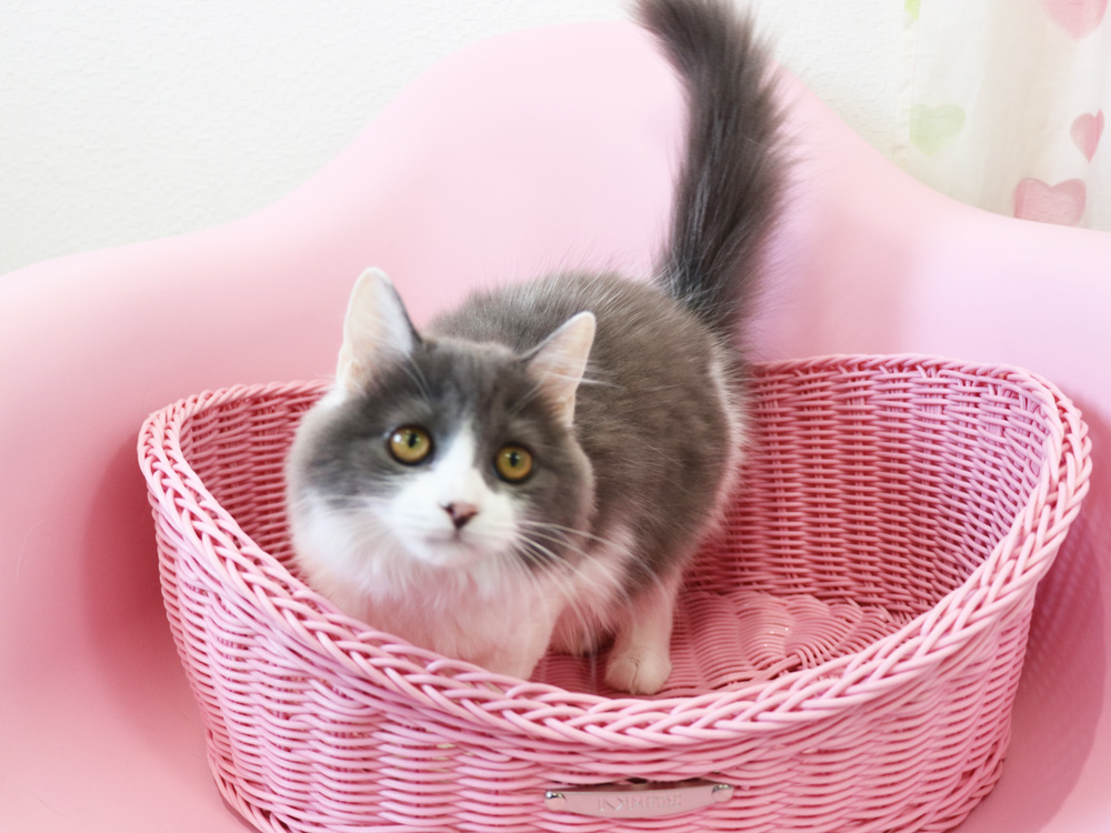スコティッシュフォールドの子猫画像