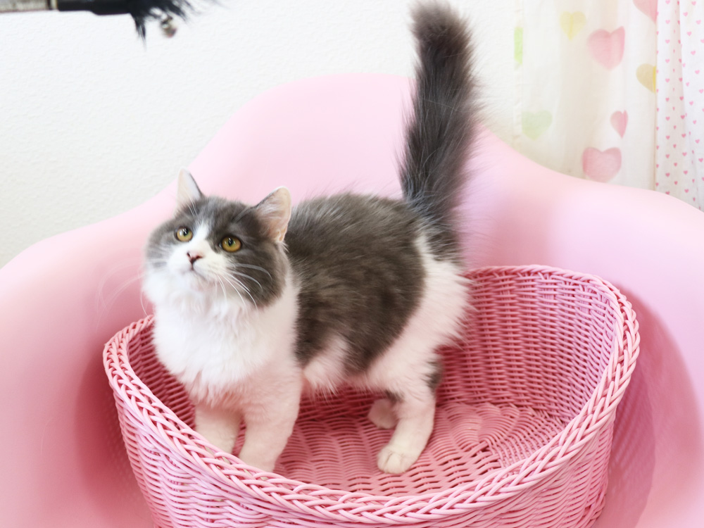 スコティッシュフォールドの子猫画像