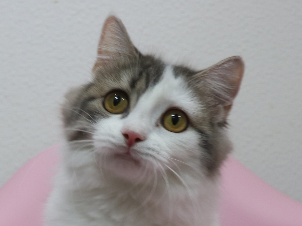 スコティッシュフォールドの子猫画像