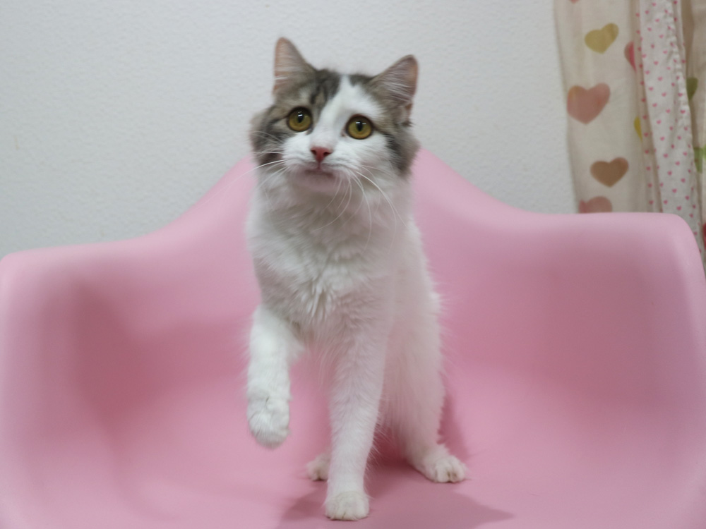 スコティッシュフォールドの子猫画像