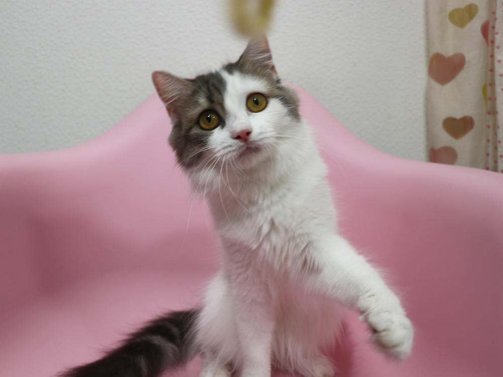 スコティッシュフォールドの子猫画像