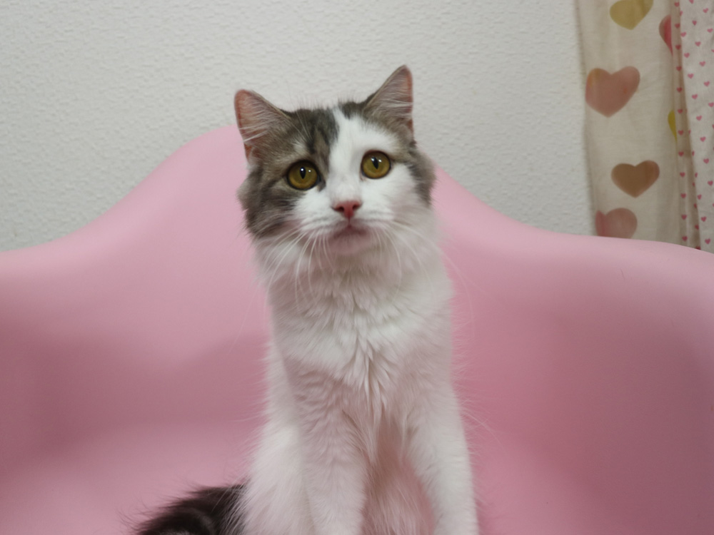 スコティッシュフォールドの子猫画像
