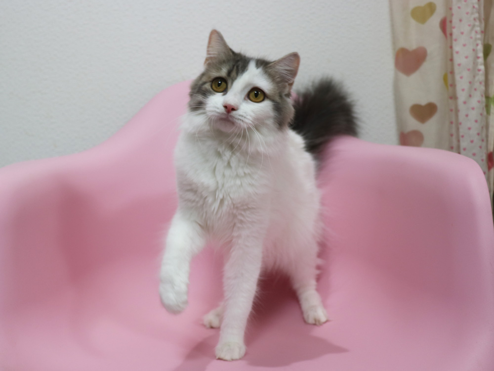 スコティッシュフォールドの子猫画像