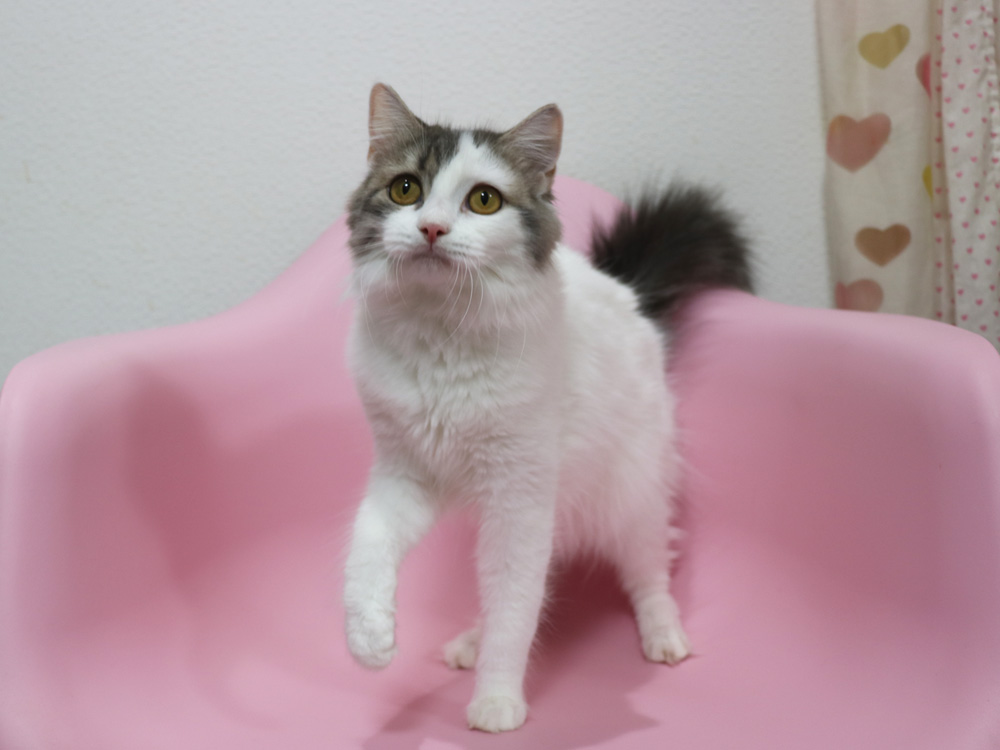 スコティッシュフォールドの子猫画像