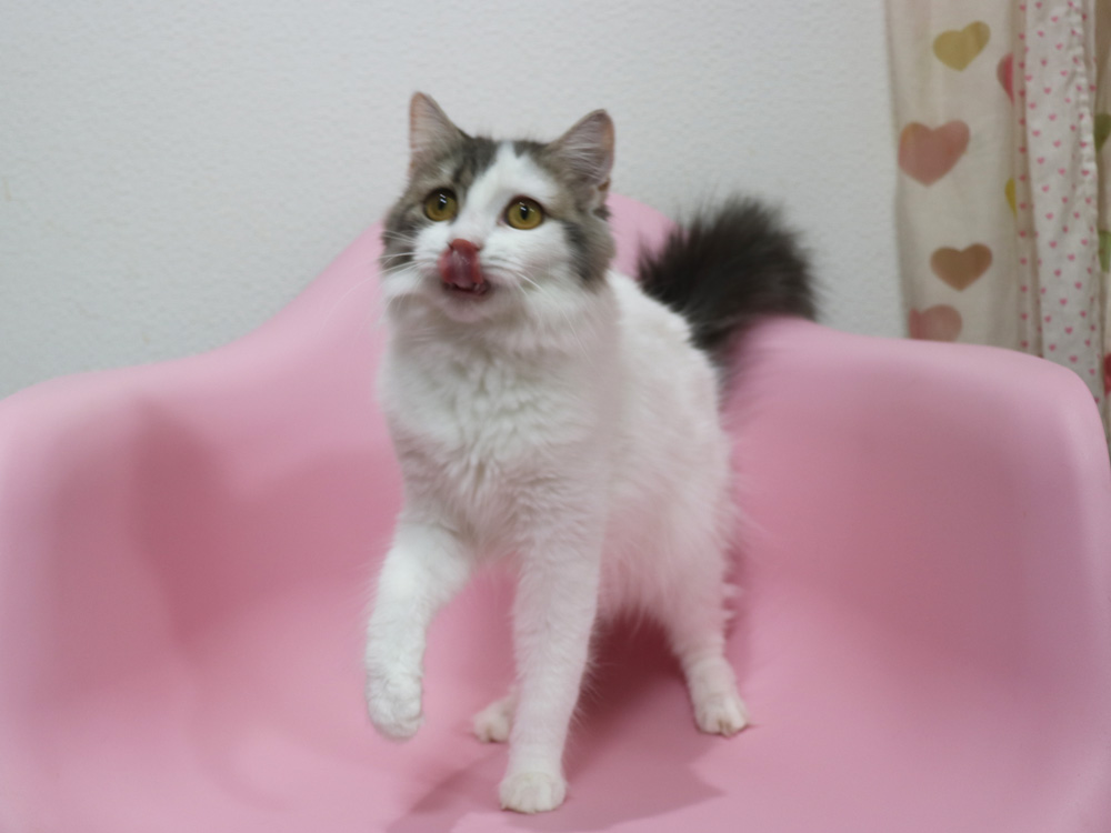 スコティッシュフォールドの子猫画像