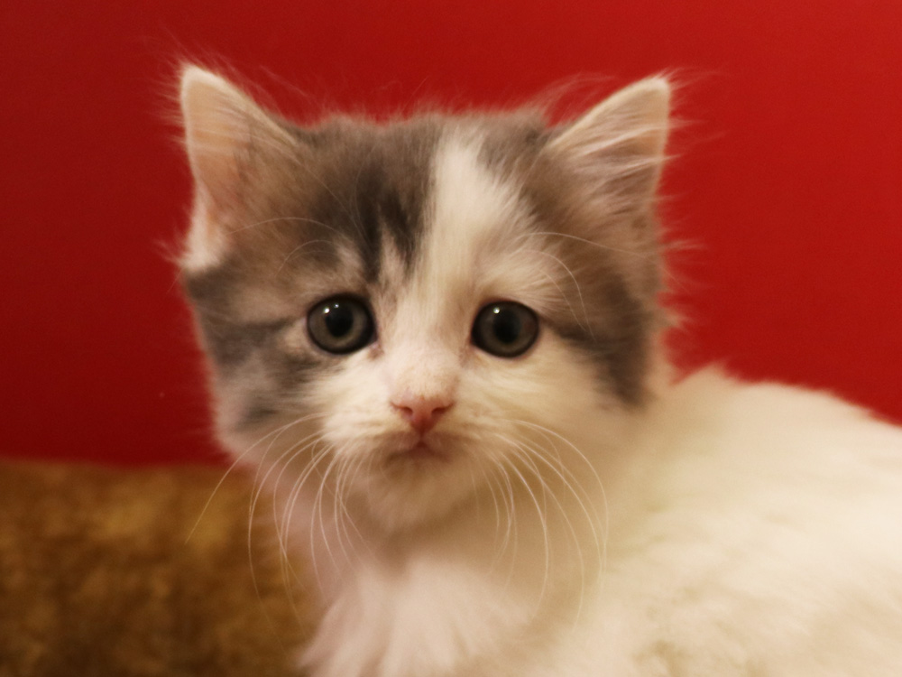 スコティッシュフォールドの子猫画像