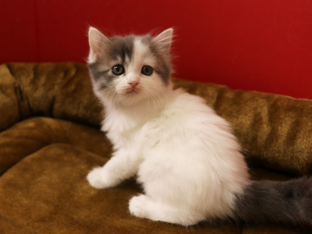スコティッシュフォールドの子猫画像