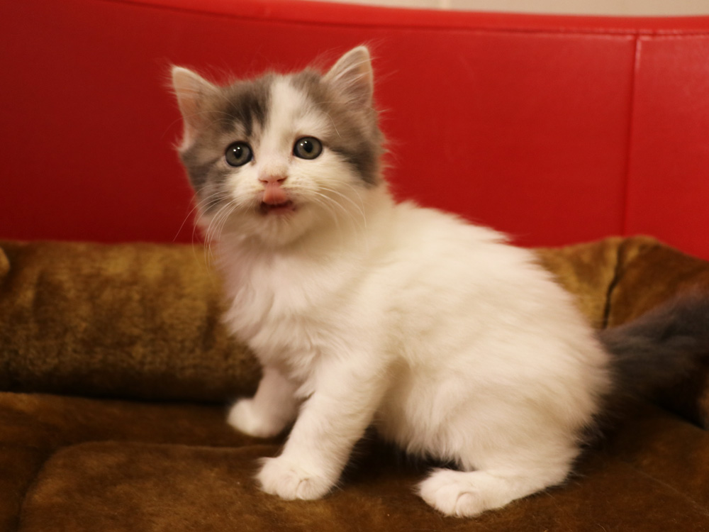 スコティッシュフォールドの子猫画像