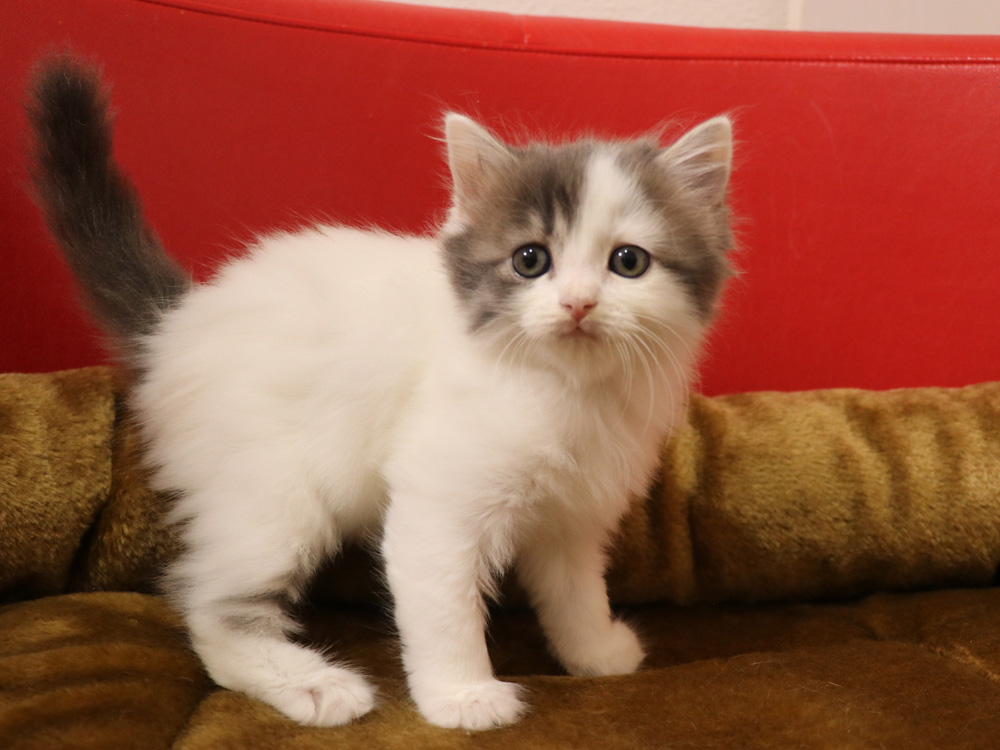 スコティッシュフォールドの子猫画像