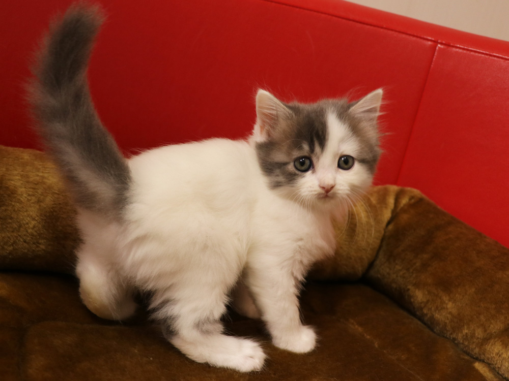 スコティッシュフォールドの子猫画像