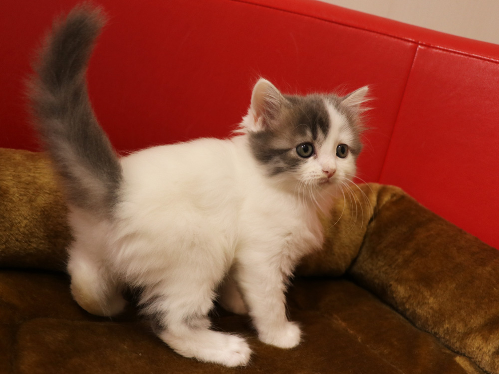 スコティッシュフォールドの子猫画像