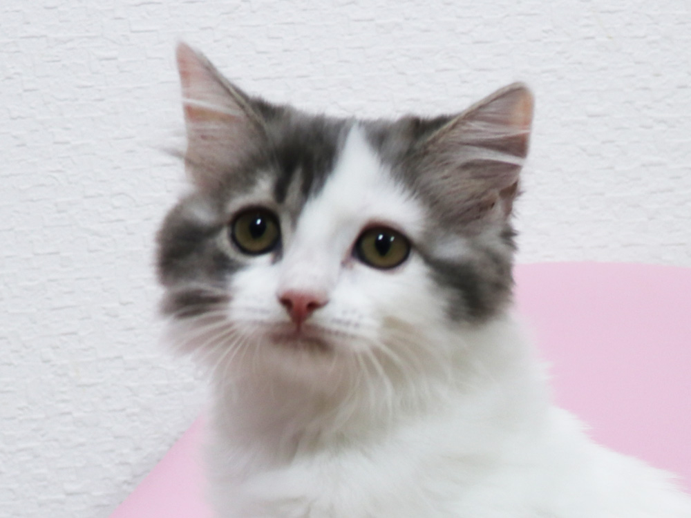 スコティッシュフォールドの子猫画像