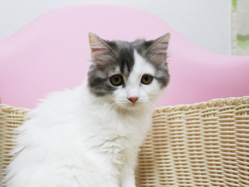 スコティッシュフォールドの子猫画像