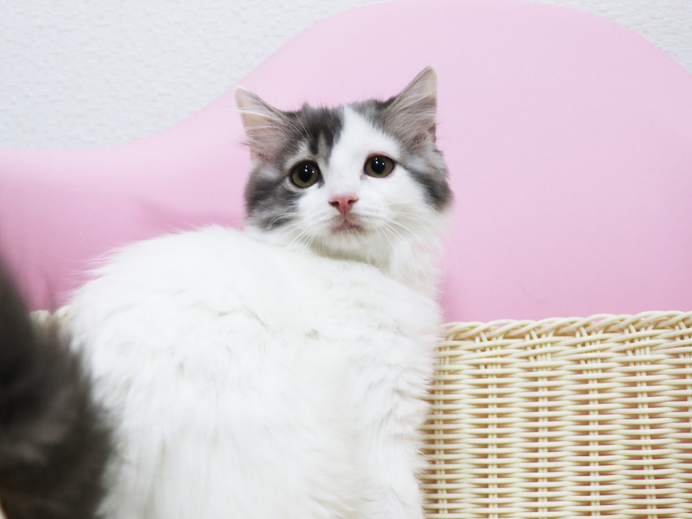 スコティッシュフォールドの子猫画像