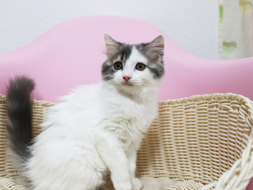 スコティッシュフォールドの子猫画像