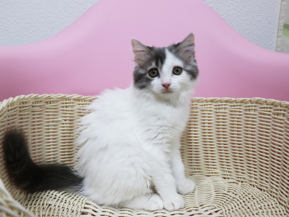 スコティッシュフォールドの子猫画像