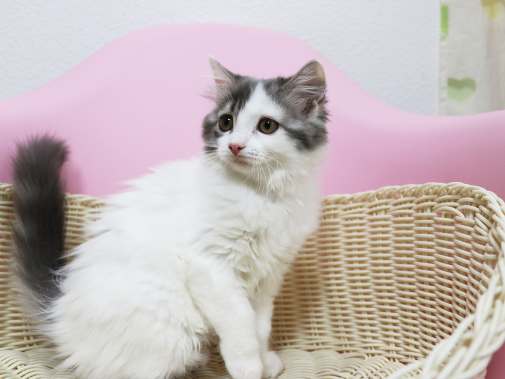 スコティッシュフォールドの子猫画像