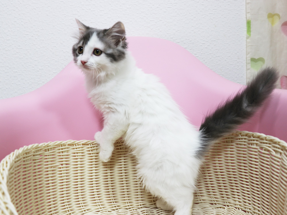 スコティッシュフォールドの子猫画像
