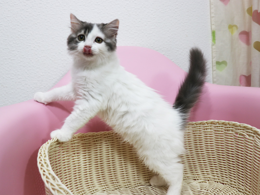 スコティッシュフォールドの子猫画像