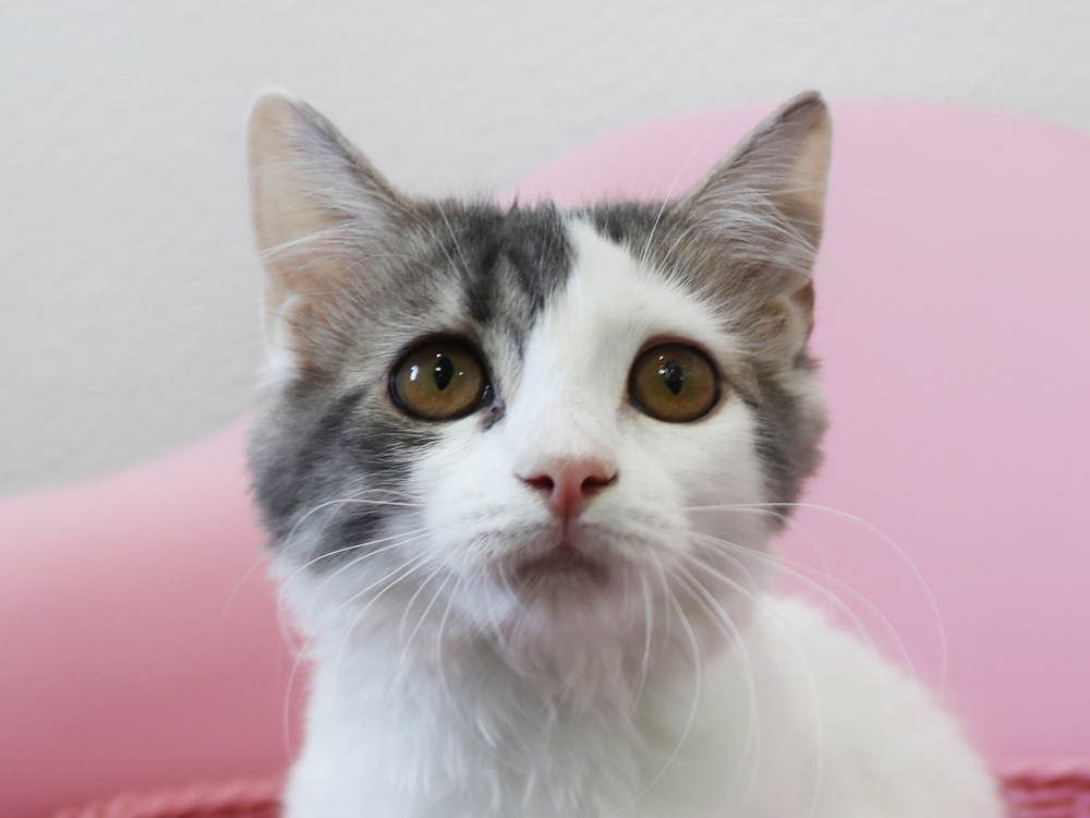 スコティッシュフォールドの子猫画像