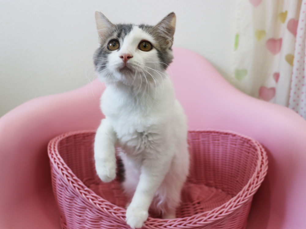 スコティッシュフォールドの子猫画像