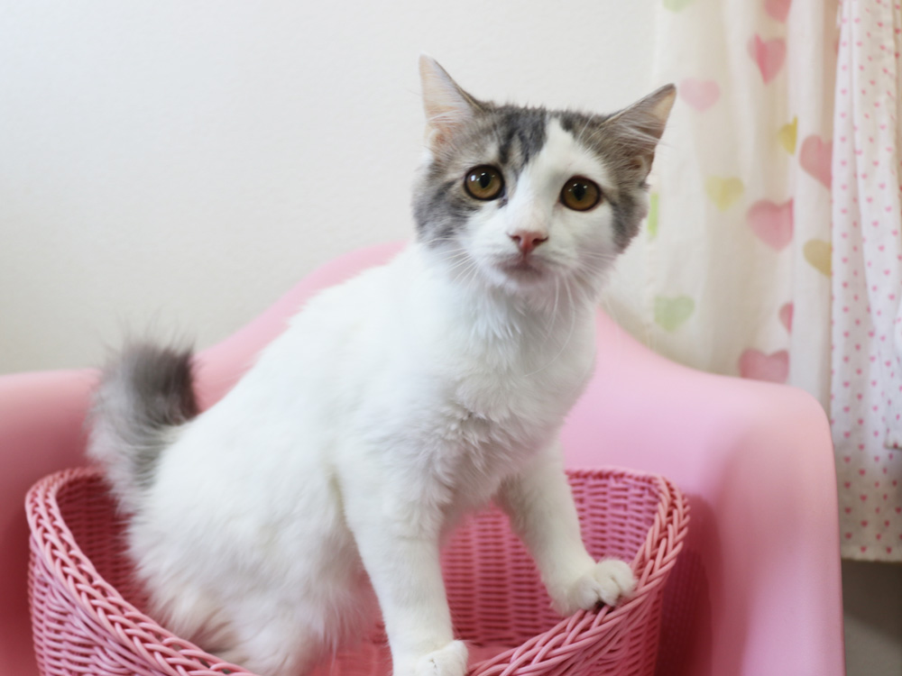 スコティッシュフォールドの子猫画像