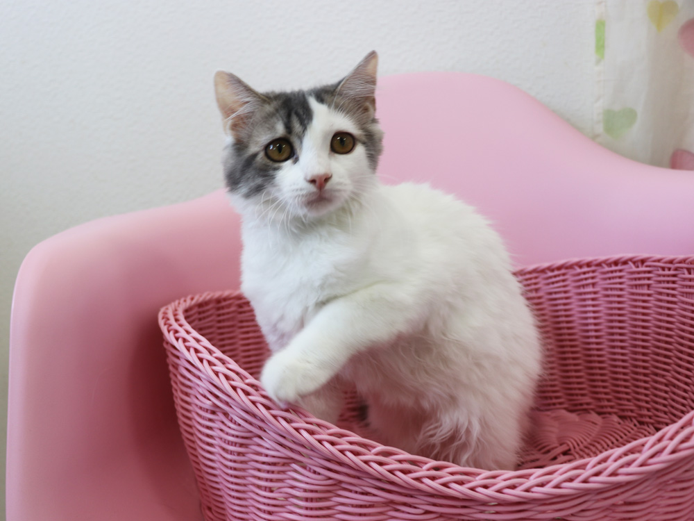 スコティッシュフォールドの子猫画像