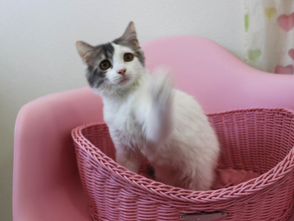 スコティッシュフォールドの子猫画像