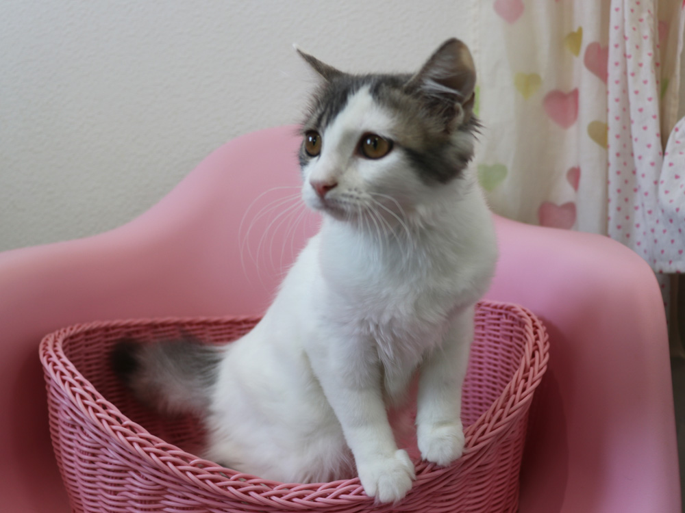スコティッシュフォールドの子猫画像