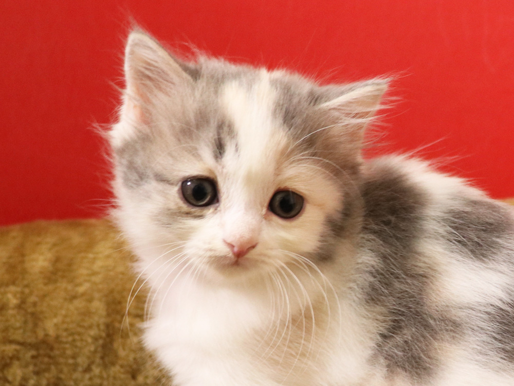 スコティッシュフォールドの子猫画像