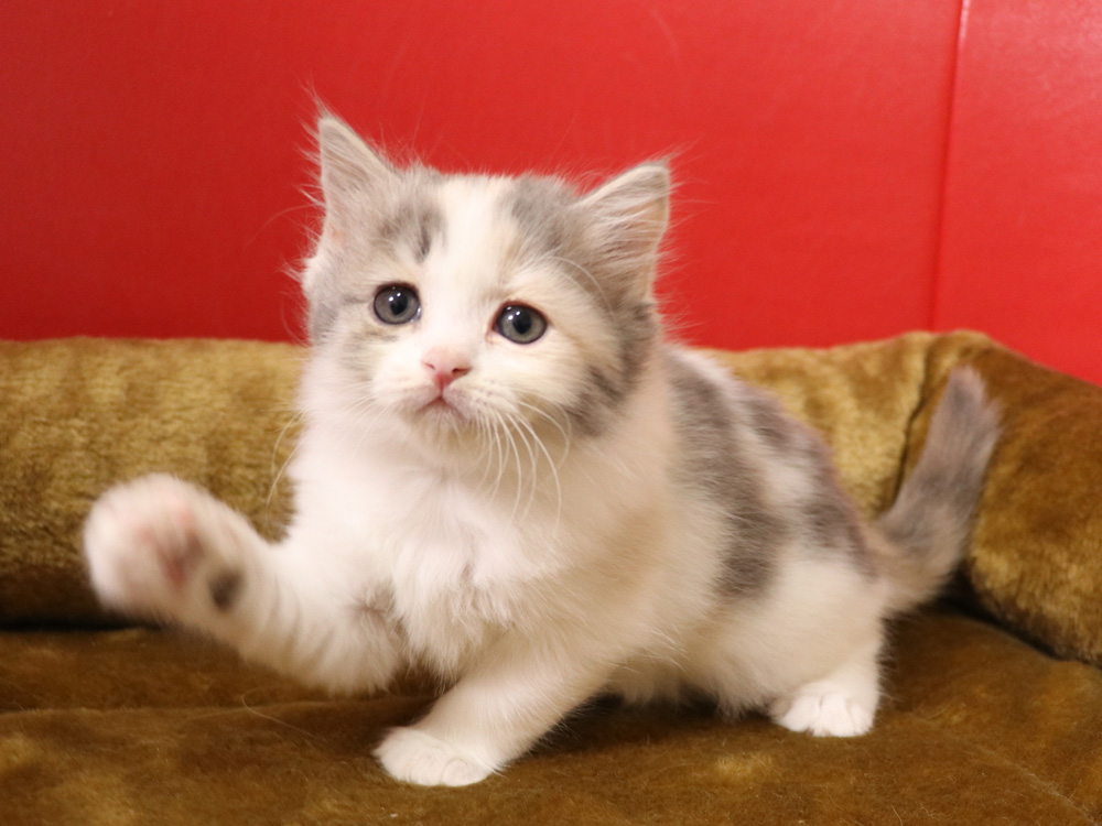 スコティッシュフォールドの子猫画像