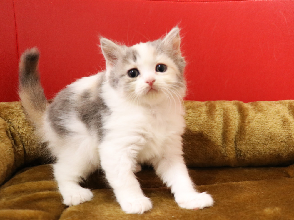 スコティッシュフォールドの子猫画像