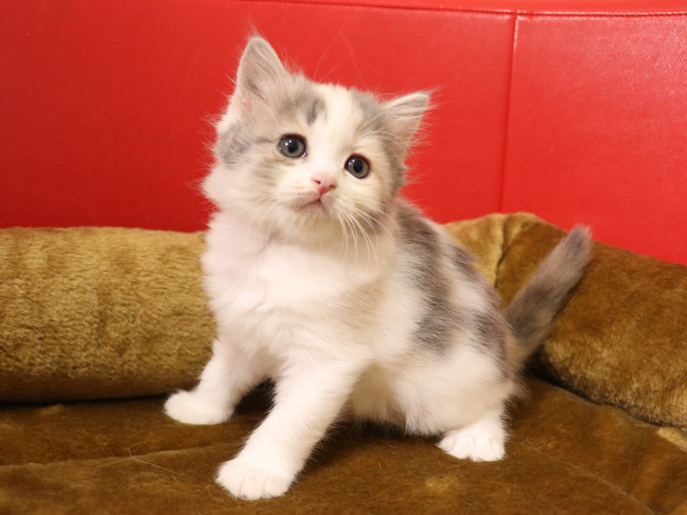 スコティッシュフォールドの子猫画像