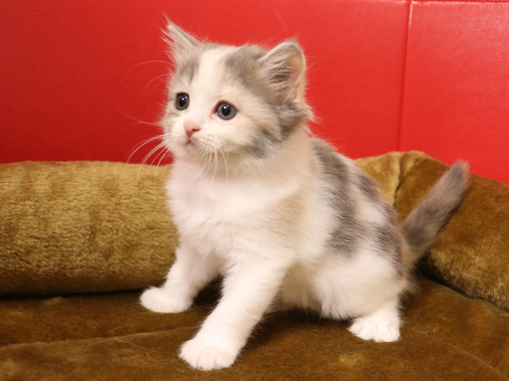 スコティッシュフォールドの子猫画像