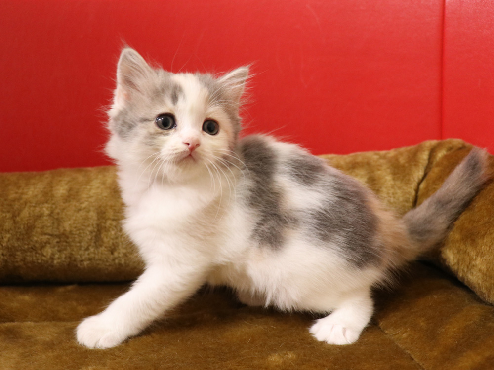 スコティッシュフォールドの子猫画像