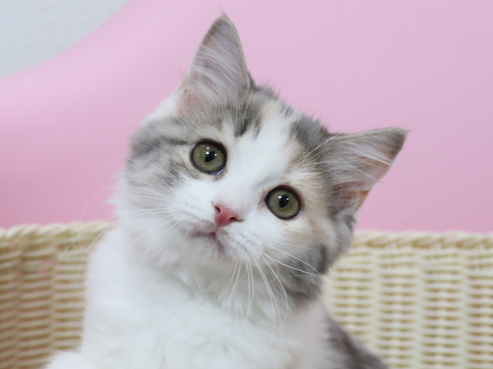 スコティッシュフォールドの子猫画像