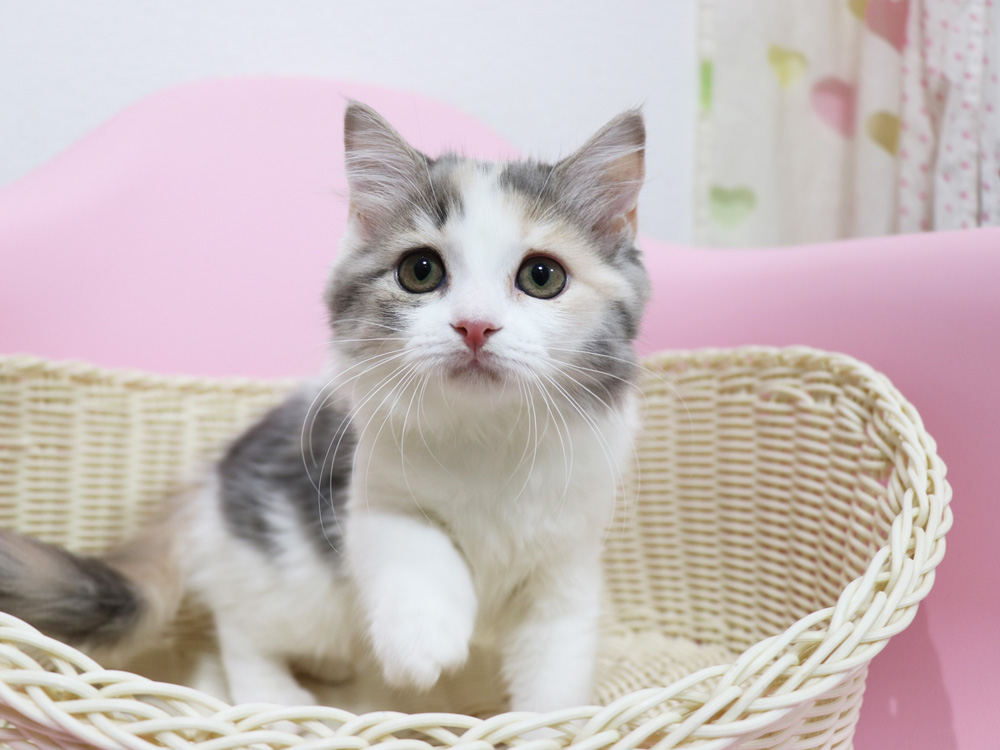 スコティッシュフォールドの子猫画像